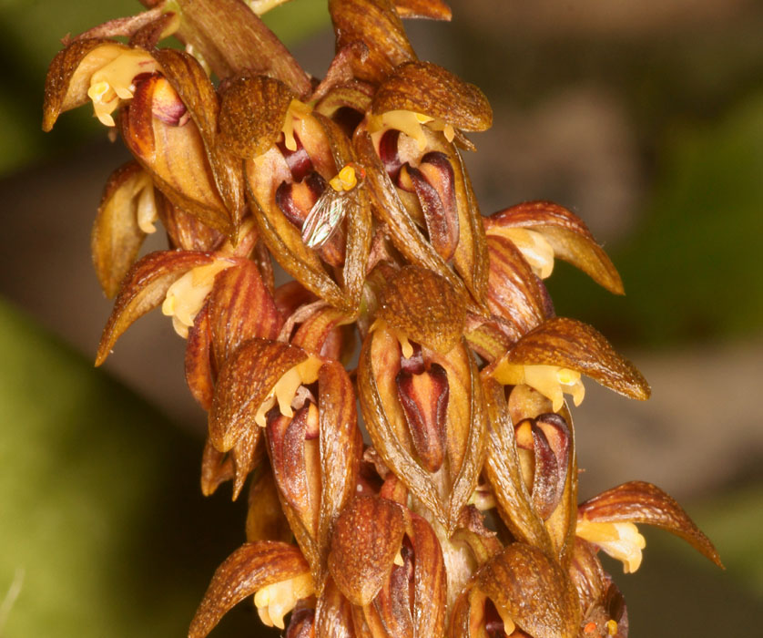 Bulbophyllum careyanum Lillexpo 101011 (47)