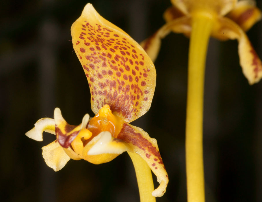 Bulbophyllum monanthum Lillexpo 101011 (119)