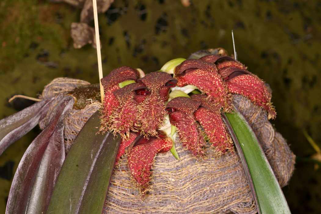 Bulbophyllum phalaenopsis Lillexpo 101011 (1)