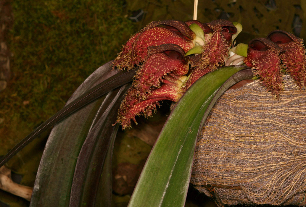 Bulbophyllum phalaenopsis Lillexpo 101011 (91)