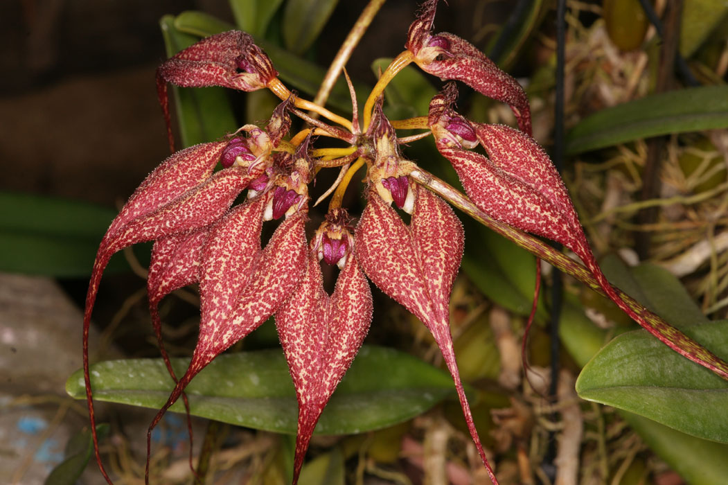 Bulbophyllum rothschildianum Lillexpo 101011 (10)