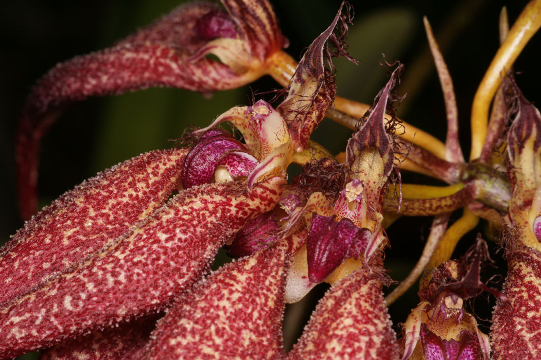 Bulbophyllum rothschildianum Lillexpo 101011 (11)