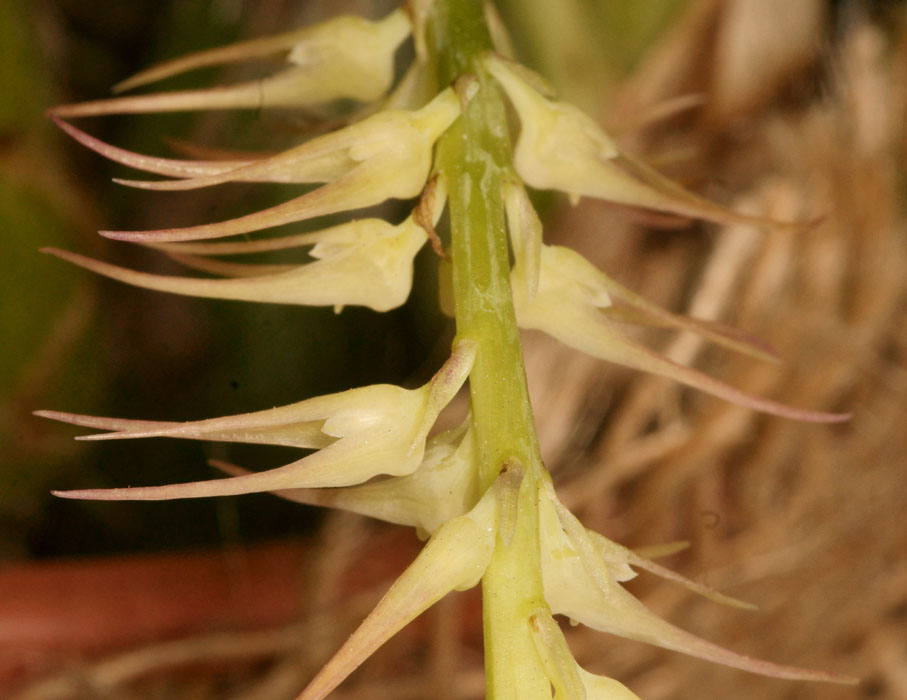 Bulbophyllum vitiense Lillexpo 101011 (101)