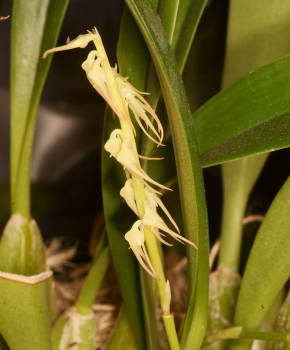 Bulbophyllum vitiense Lillexpo 101011 (103)