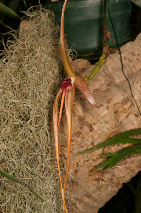 Bulobophyllum echinolabium Lillexpo 101011 (58)