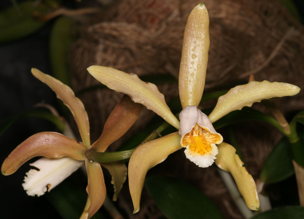 Cattleya forbesii Lillexpo 101011 (40)