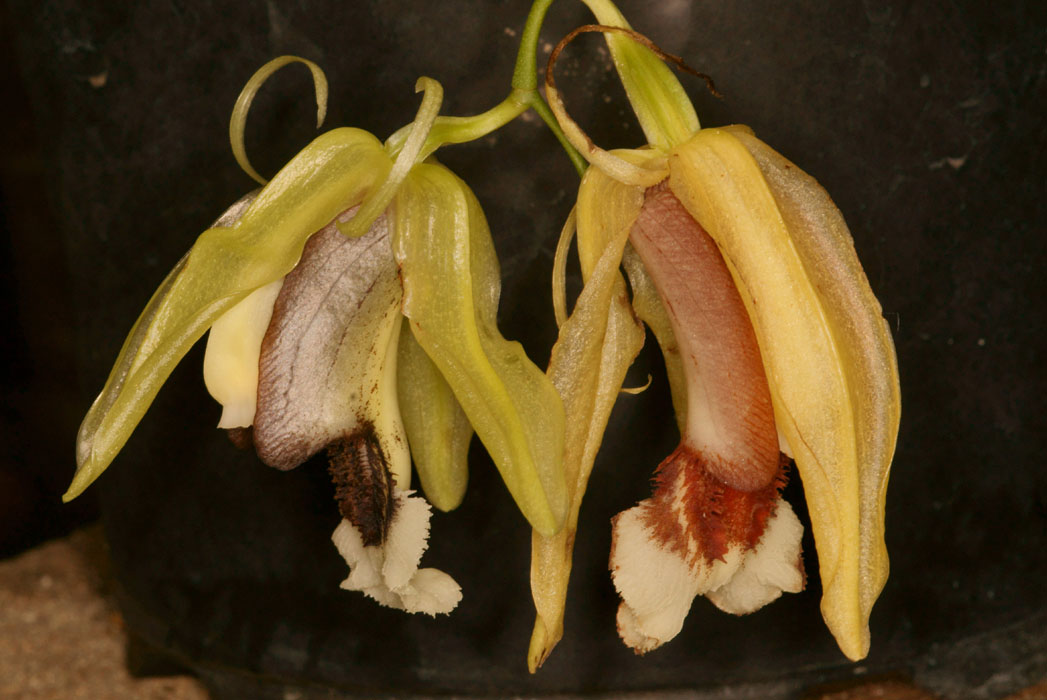 Coelogyne speciosa Lillexpo 101011 (107)