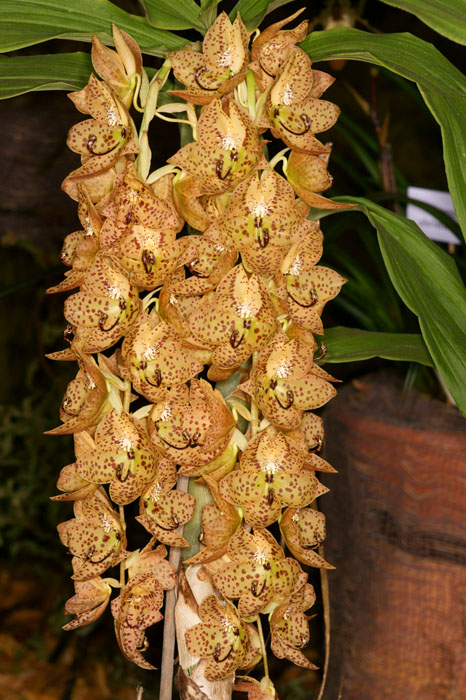 Cycnoches barthiorum Lillexpo 101011 (36)