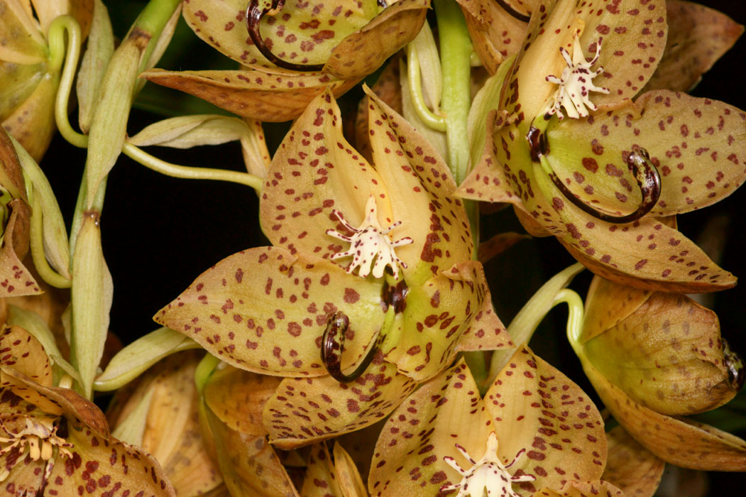 Cycnoches barthiorum Lillexpo 101011 (37)