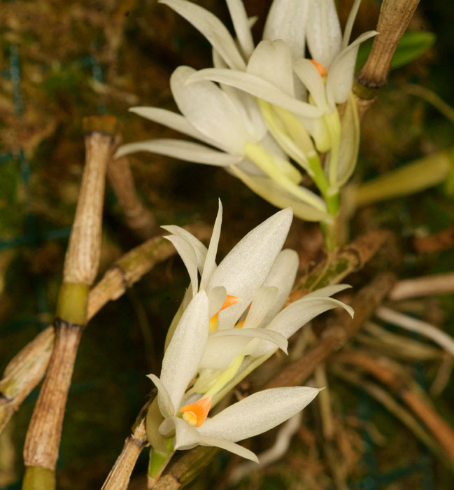 Dendrobium bracteosum Lillexpo 101011 (30)