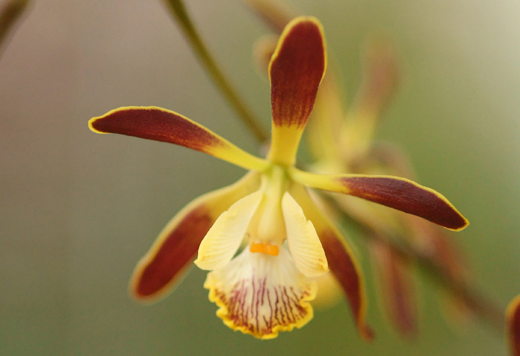 Encyclia alata Lillexpo 101011 (140)