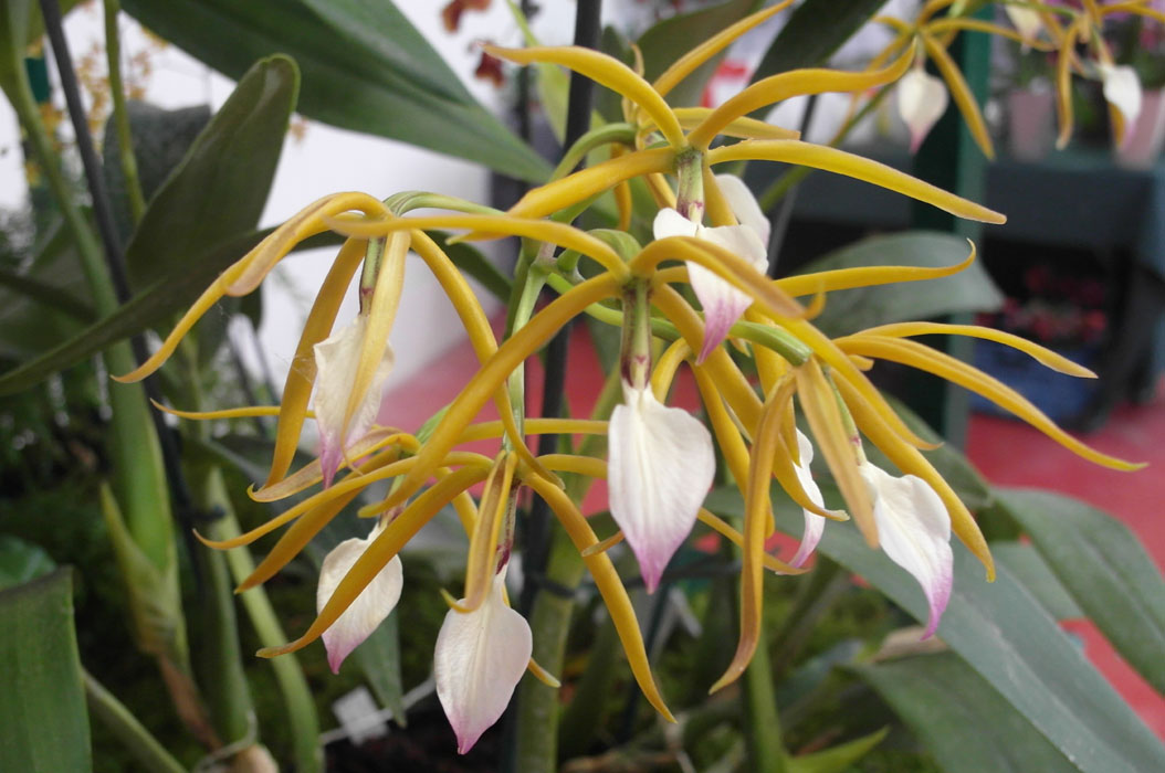 Encyclia brassavolae Lillexpo Sam 101011  (6)