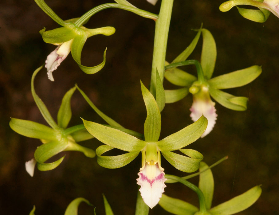 Eulophia euglossa Lillexpo 101011 (22)