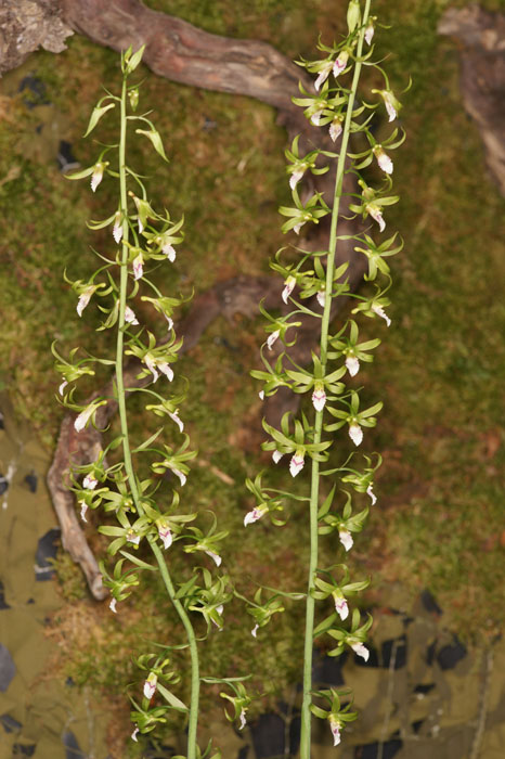 Eulophia euglossa Lillexpo 101011 (23)