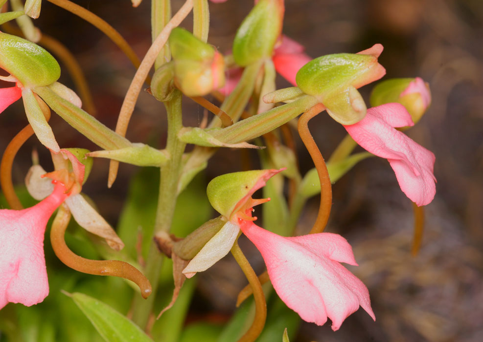 Habenaria rhodocheila Lillexpo 101011 (3)