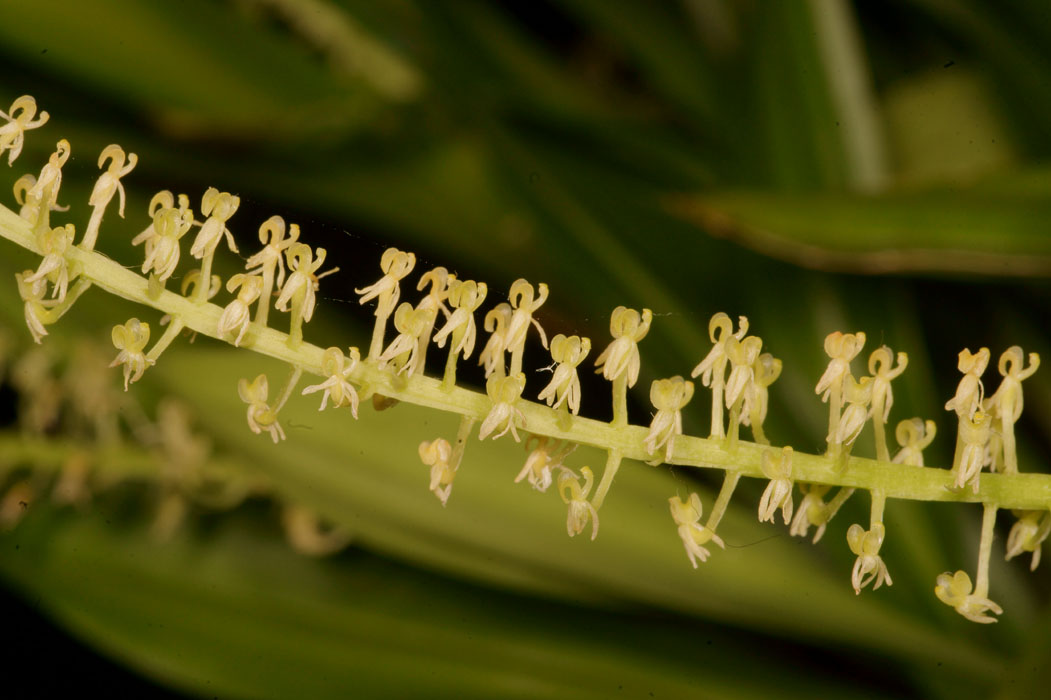 Liparis parviflora Lillexpo 101011 (86)