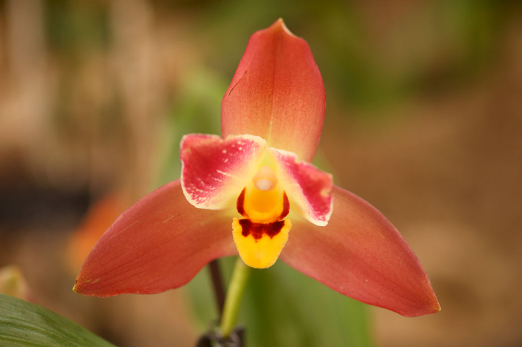 Lycaste hyb Lillexpo 101011 (138)