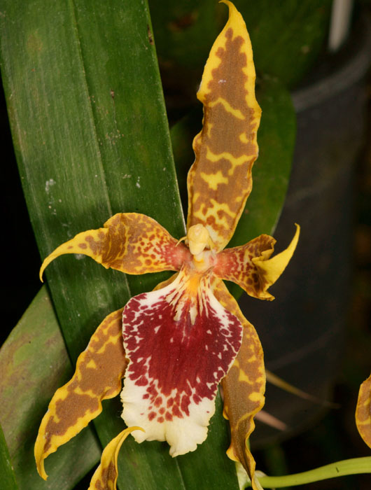 Odontoglossum andreettae Lillexpo 101011 (53)