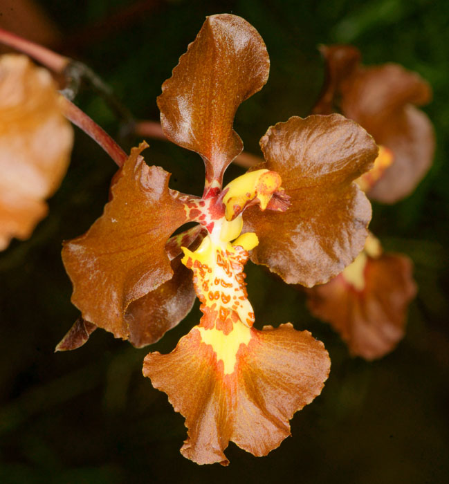 Oncidium forbesii Lillexpo 101011 (18)