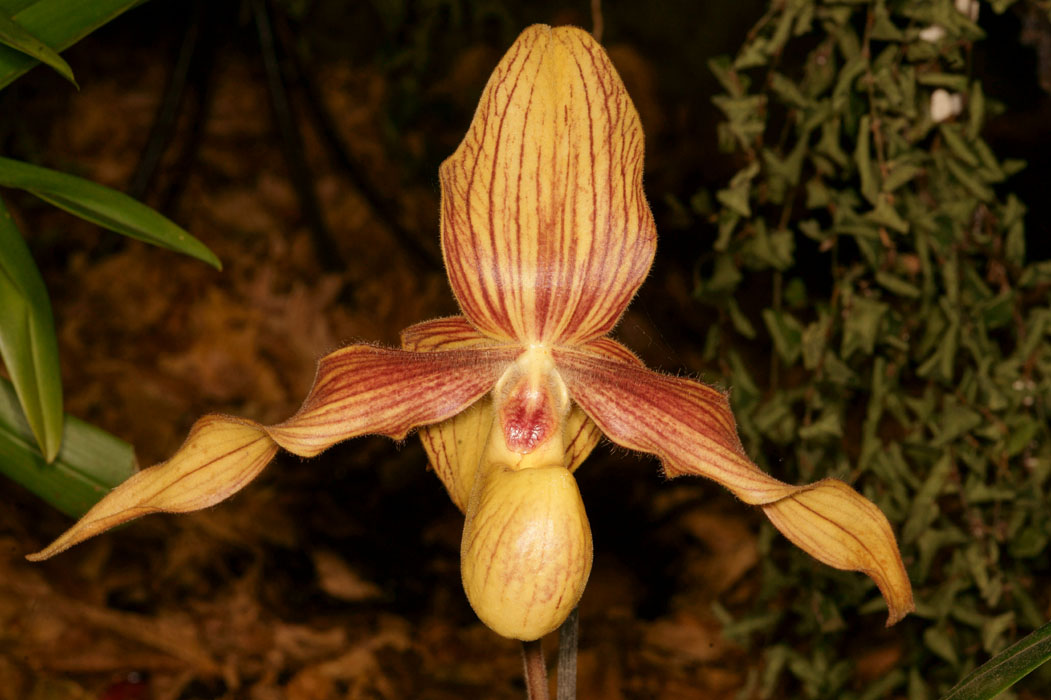 Paphiopedilum St-Swithin x malipoense Lillexpo 101011 (81)