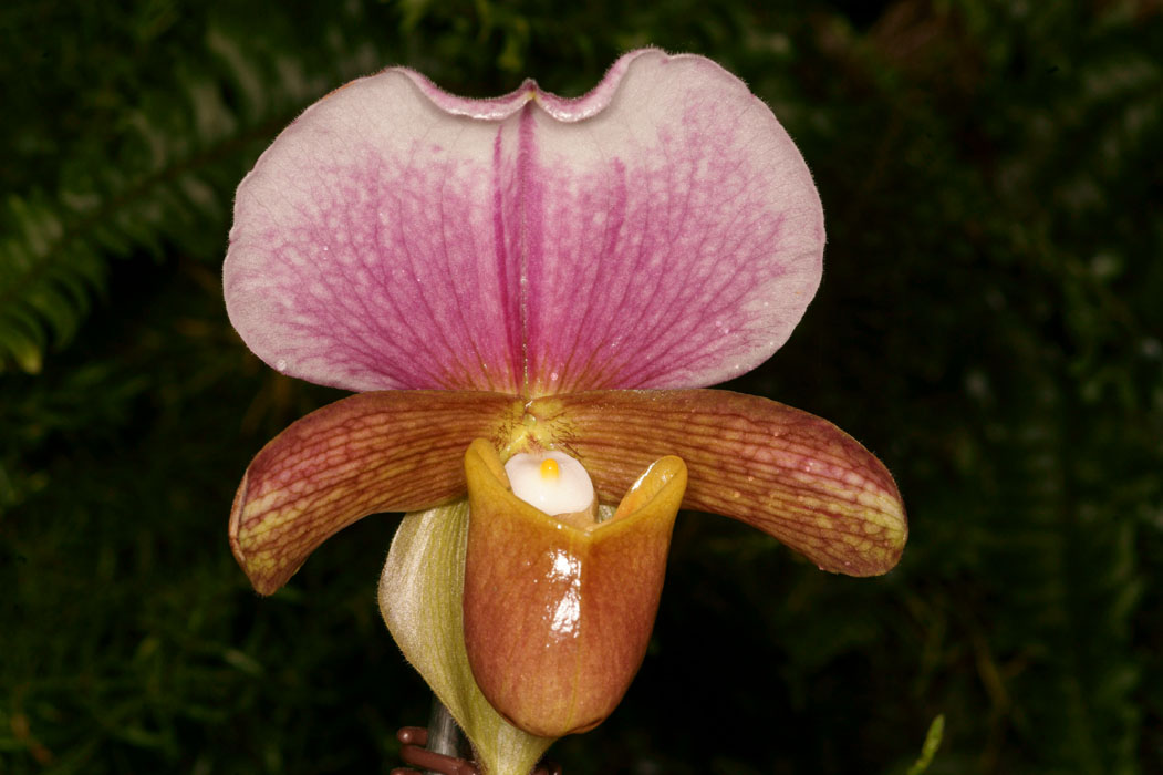 Paphiopedilum charlesworthii Lillexpo 101011 (41)