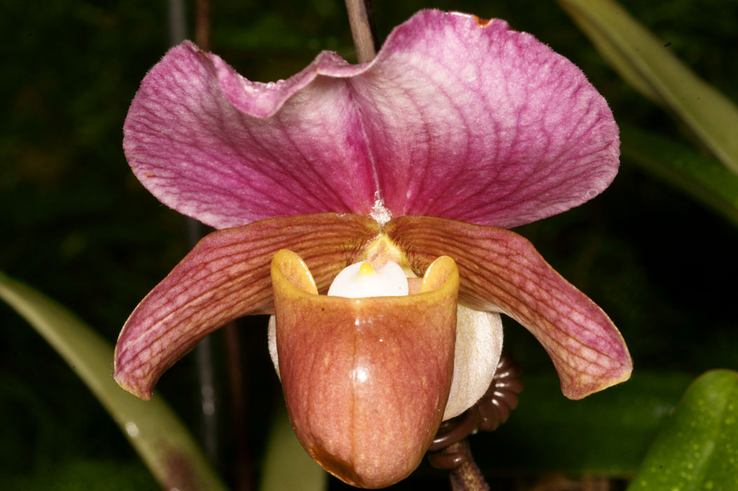 Paphiopedilum charlesworthii Lillexpo 101011 (43)