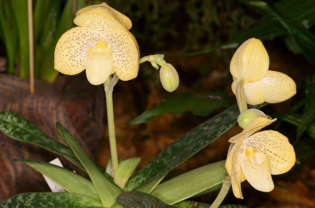 Paphiopedilum concolor Lillexpo 101011 (8)