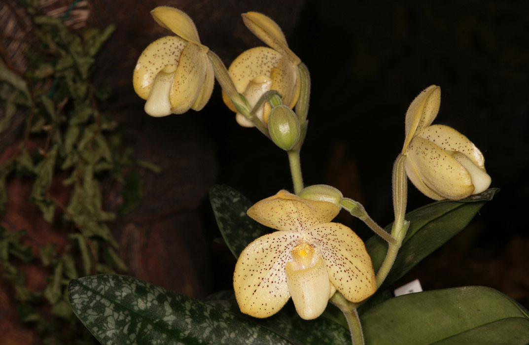 Paphiopedilum concolor Lillexpo 101011 (90)