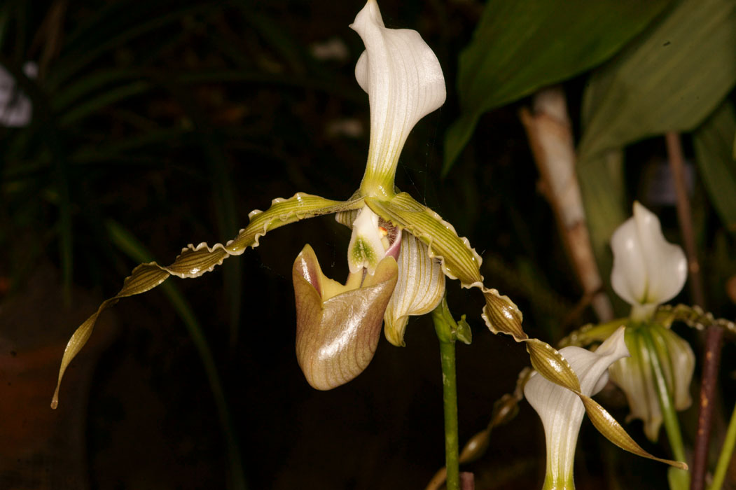 Paphiopedilum dianthum Lillexpo 101011 (84)