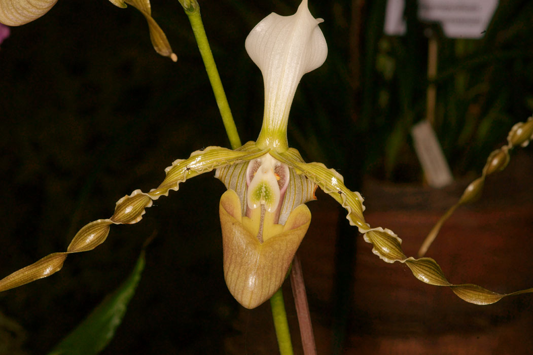 Paphiopedilum dianthum Lillexpo 101011 (85)