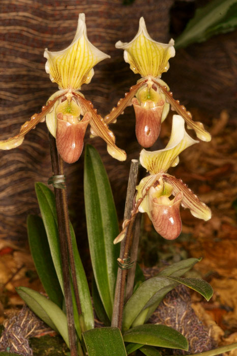 Paphiopedilum fairrieanum x helenae Lillexpo 101011 (83)