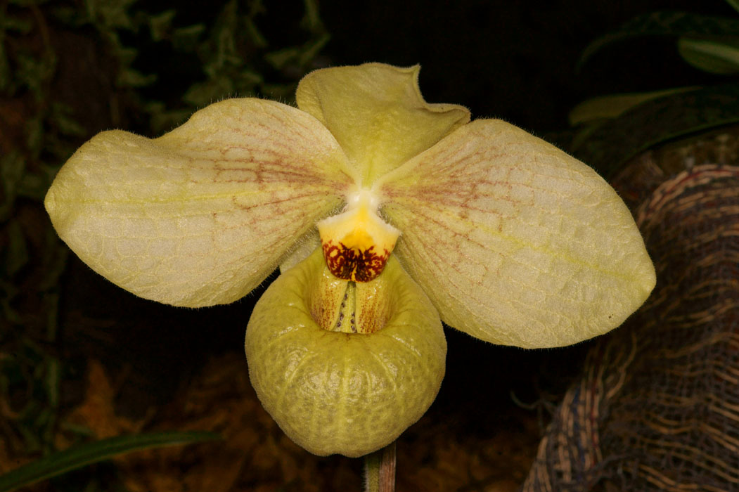 Paphiopedilum malipoense x hangianum Lillexpo 101011 (82)