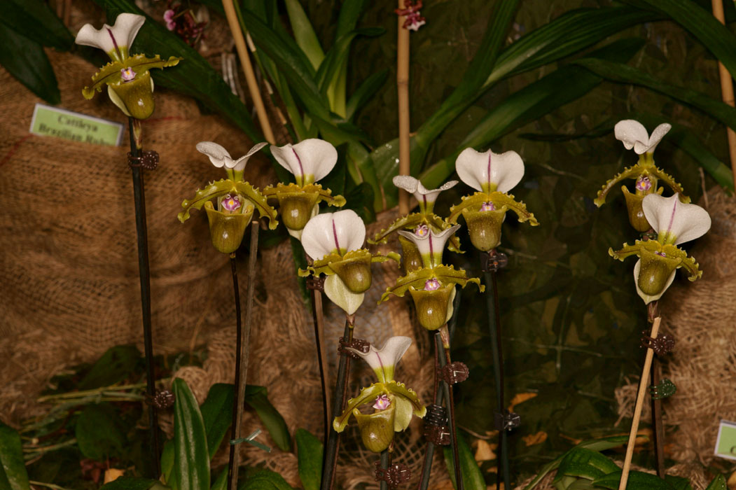 Paphiopedilum spicerianum Lillexpo 101011 (44)