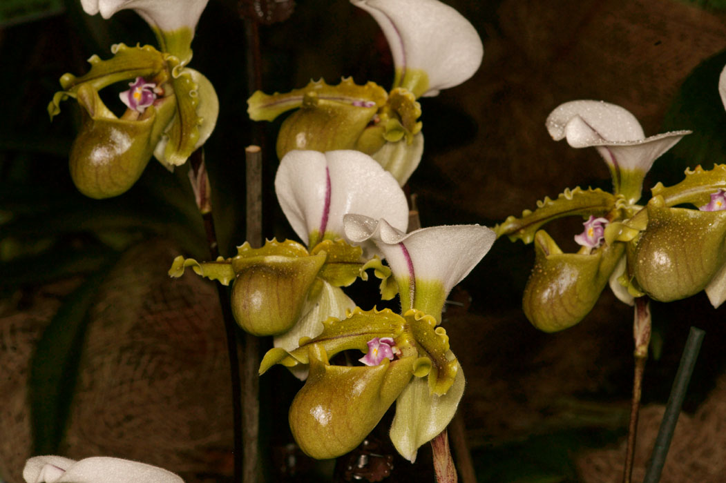 Paphiopedilum spicerianum Lillexpo 101011 (46)