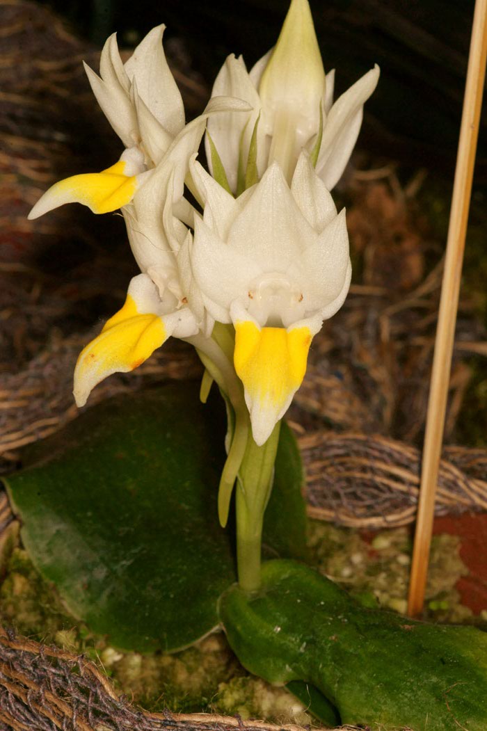 Pecteilis sagarikii Lillexpo 101011 (72)