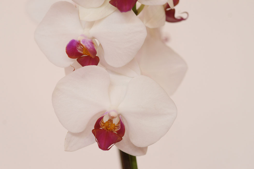 Phalaenopsis hyb Lillexpo 101011 (133)