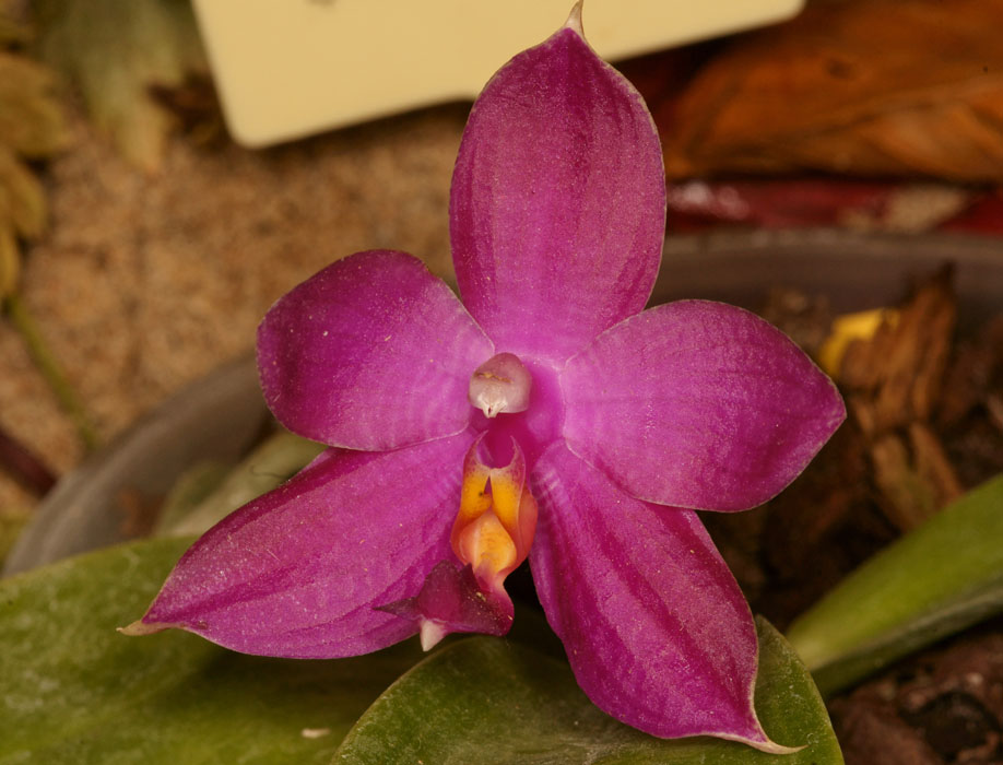 Phalaenopsis violacea Lillexpo 101011 (104)