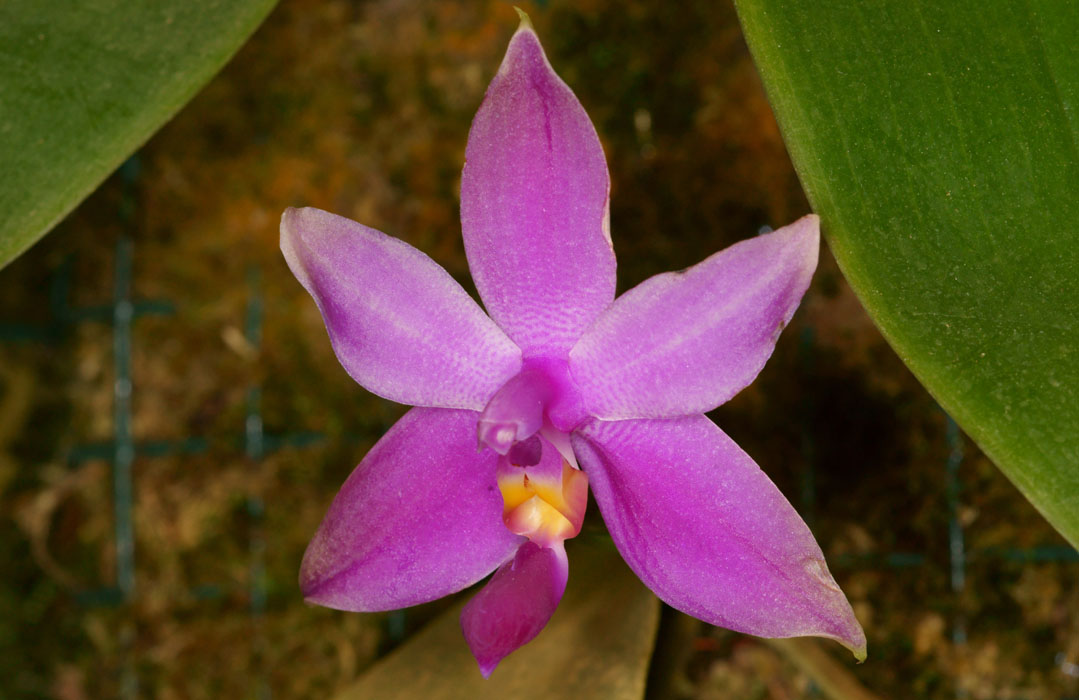 Phalaenopsis violacea Lillexpo 101011 (24)