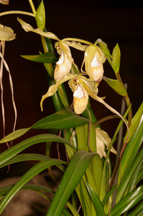 Phragmipedium caudatum Lillexpo 101011 (65)