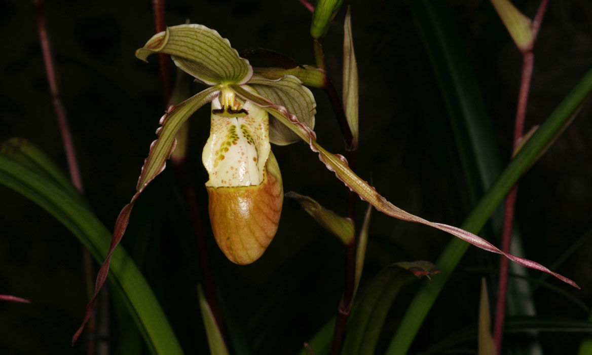 Phragmipedium christiansenianum Lillexpo 101011 (73)