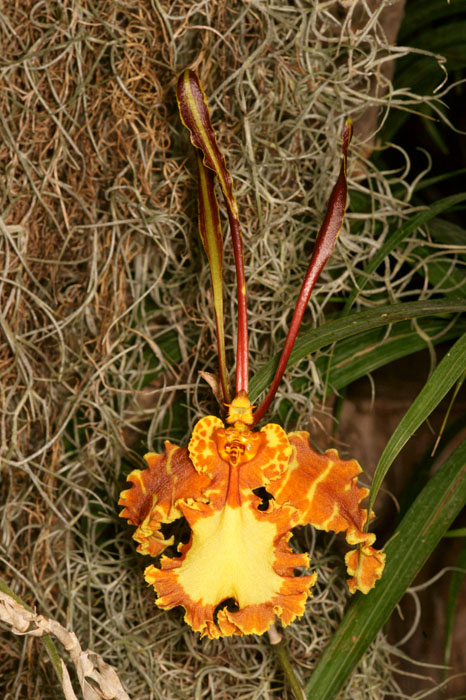 Psychopsis versteegiana Lillexpo 101011 (108)