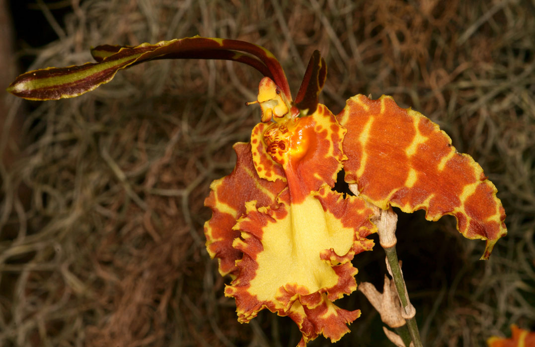 Psychopsis versteegiana Lillexpo 101011 (109)