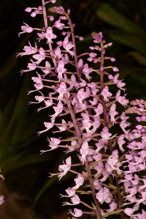 Stenoglottis fimbriata Lillexpo 101011 (48)