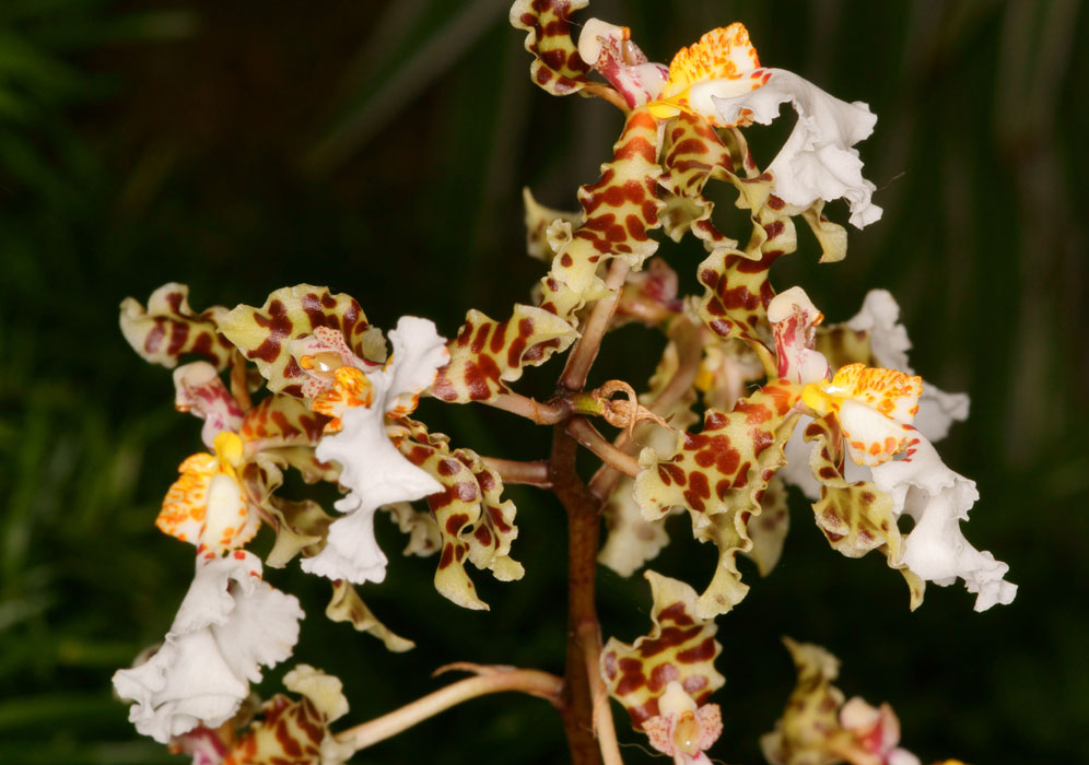 Trichocentrum  jonesianum Lillexpo 101011 (15)