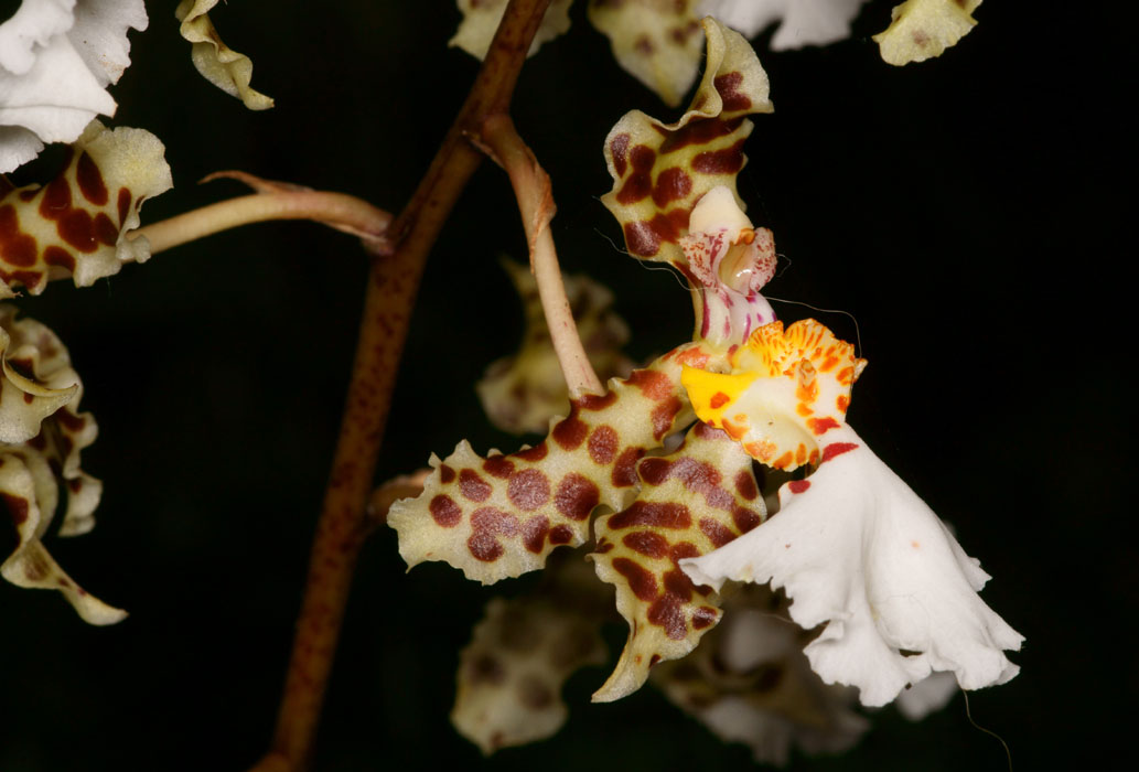 Trichocentrum  jonesianum Lillexpo 101011 (16)