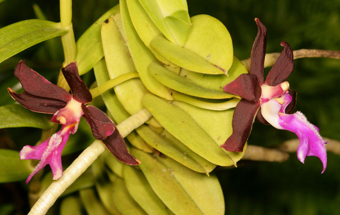 Trichoglottis brachiata Lillexpo 101011 (27)