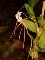 Angraecum germinyanum Lillexpo 101011 (106)