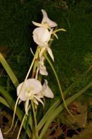 Angraecum longiscapa Lillexpo 101011 (75)