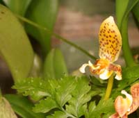 Bulbophyllum monanthum Lillexpo 101011 (67)