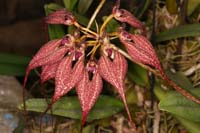 Bulbophyllum rothschildianum Lillexpo 101011 (10)